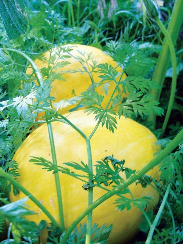 Beautiful yellow squash.